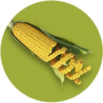 GMO Test Directory