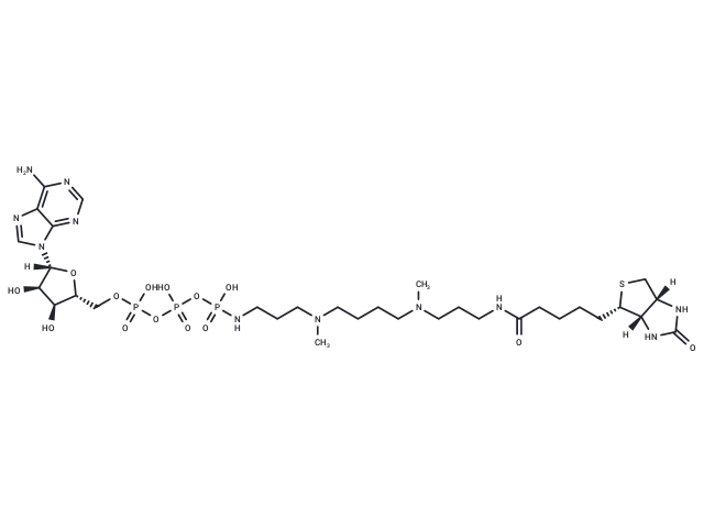ATP-polyamine-biotin