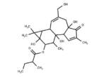(Rac)-Phorbol-12-(2-methylbutyrate) 1 (Rac)-Phorbol-12-(2-methylbutyrate)