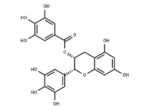 (-)-Epigallocatechin Gallate