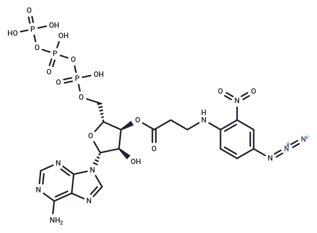 ANAPP3 CgoaEGY7MAGEEmmtAAAAAG2GaE0547- Immunomart