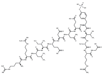pp60 (v-SRC) Autophosphorylation Site, Phosphorylated
