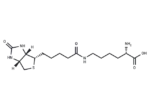 Biocytin