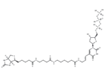 Biotin-16-dUTP