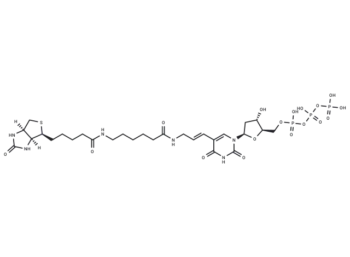 Biotin-11-dUTP