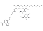 C6 NBD Lactosylceramide