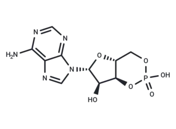 Cyclic AMP