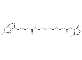 Biotin-PEG2-NHS ester