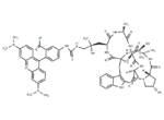 Phalloidin-TRITC