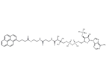 1-Pyrenebutanoyl-CoA