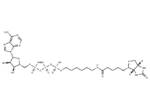γ-(6-Aminohexyl)-ATP-biotin