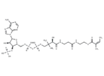 Angeloyl-CoA