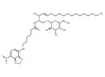 C6 NBD Galactosylceramide