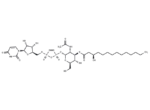 UDP-3-O-acyl-GlcNAc