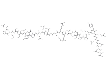 Calpastatin subdomain B