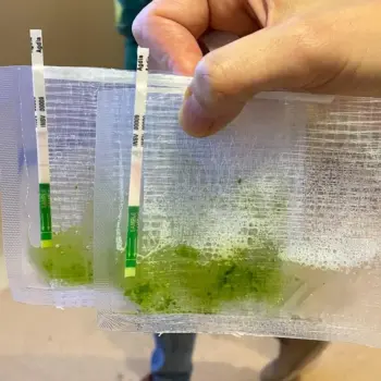 INSV ImmunoStrip® for Impatiens necrotic spot virus- with sample buffer bags