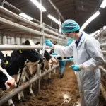 FMD Type O antigen rapid test card for bovine