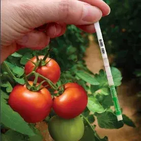 TMV ImmunoStrip® for Tobacco mosaic virus- with sample buffer bags