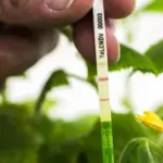 ToLCNDV ImmunoStrip® for Tomato leaf curl New Delhi virus