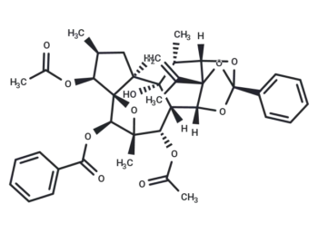 Trigothysoid L
