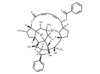 Trigothysoid O