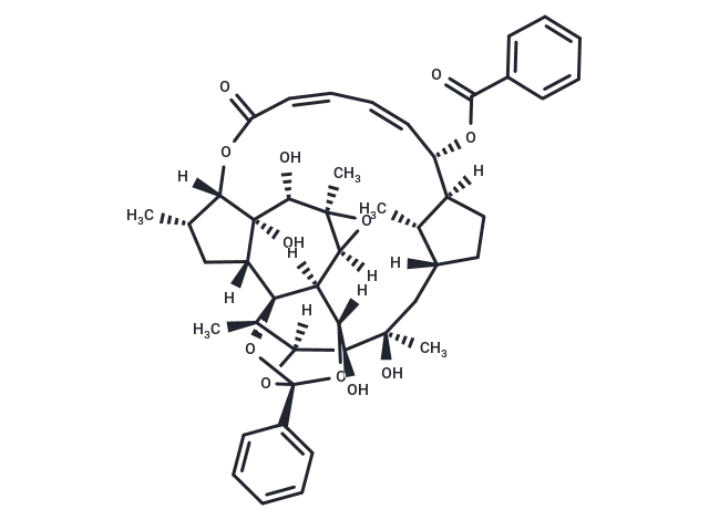 Trigothysoid O CgoaEGY7MWGEBcV AAAAAP6tqq8453- Immunomart