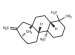 (-)-Phyllocladene