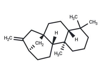 (-)-Phyllocladene