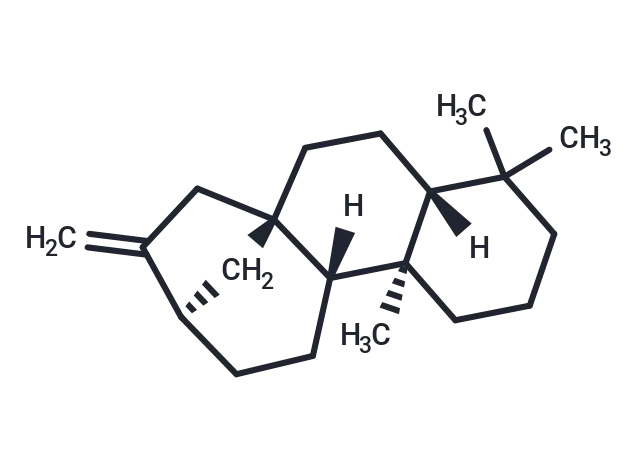 (-)-Phyllocladene