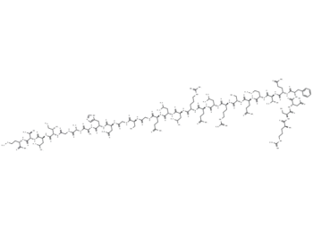 Xenopus orexin B