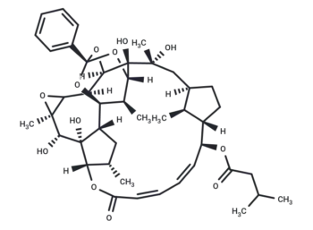 Trigothysoid P