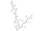 Amyloid Precursor C-Terminal Peptide