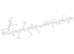 Calmodulin-Dependent Protein Kinase II (290-309)