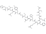 β-Amyloid (1-13)