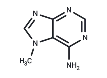 7-Methyladenine