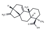 Grandiflorenic acid