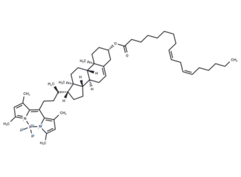 BODIPY 480/508-cholesteryl linoleate