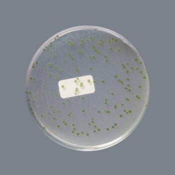 HiMedia GM027 - distributed by Immunomart