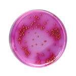 HiMedia GM029 - distributed by Immunomart