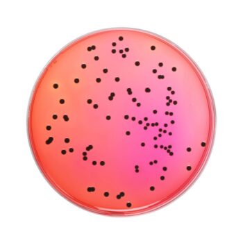 HiMedia GM031 - distributed by Immunomart