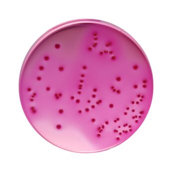 HiMedia GM049 - distributed by Immunomart