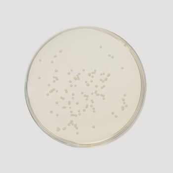 HiMedia GM062 - distributed by Immunomart
