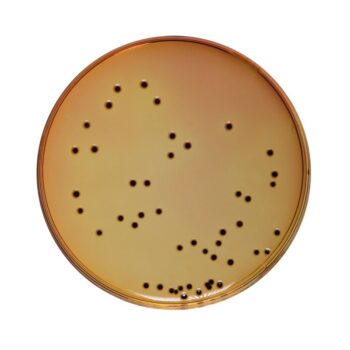 HiMedia GM065 - distributed by Immunomart