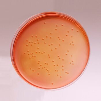 HiMedia GM082 - distributed by Immunomart