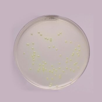 HiMedia GM085 - distributed by Immunomart