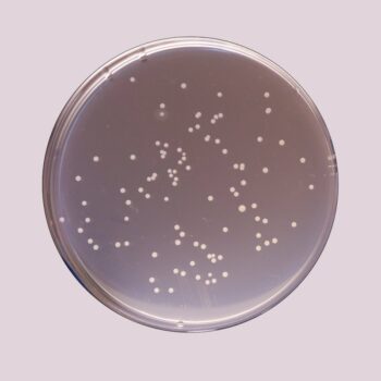 HiMedia GM091 - distributed by Immunomart