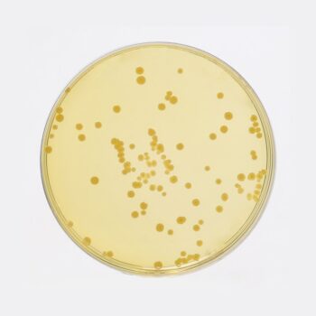 HiMedia GM092 - distributed by Immunomart