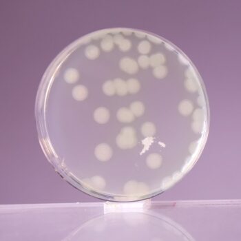 HiMedia GM1084 - distributed by Immunomart