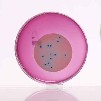 HiMedia GM1122 - distributed by Immunomart