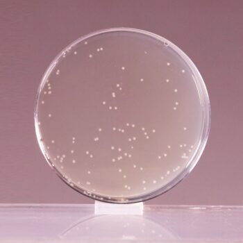 HiMedia GM1151 - distributed by Immunomart